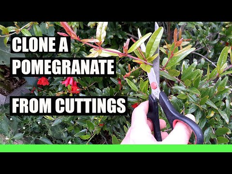CLONE any POMEGRANATE tree from Cuttings - 100% Success Grow Endless trees for FREE!