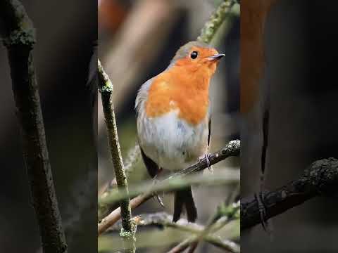 The Robin's Sweet Singing - Bird Sounds #shorts