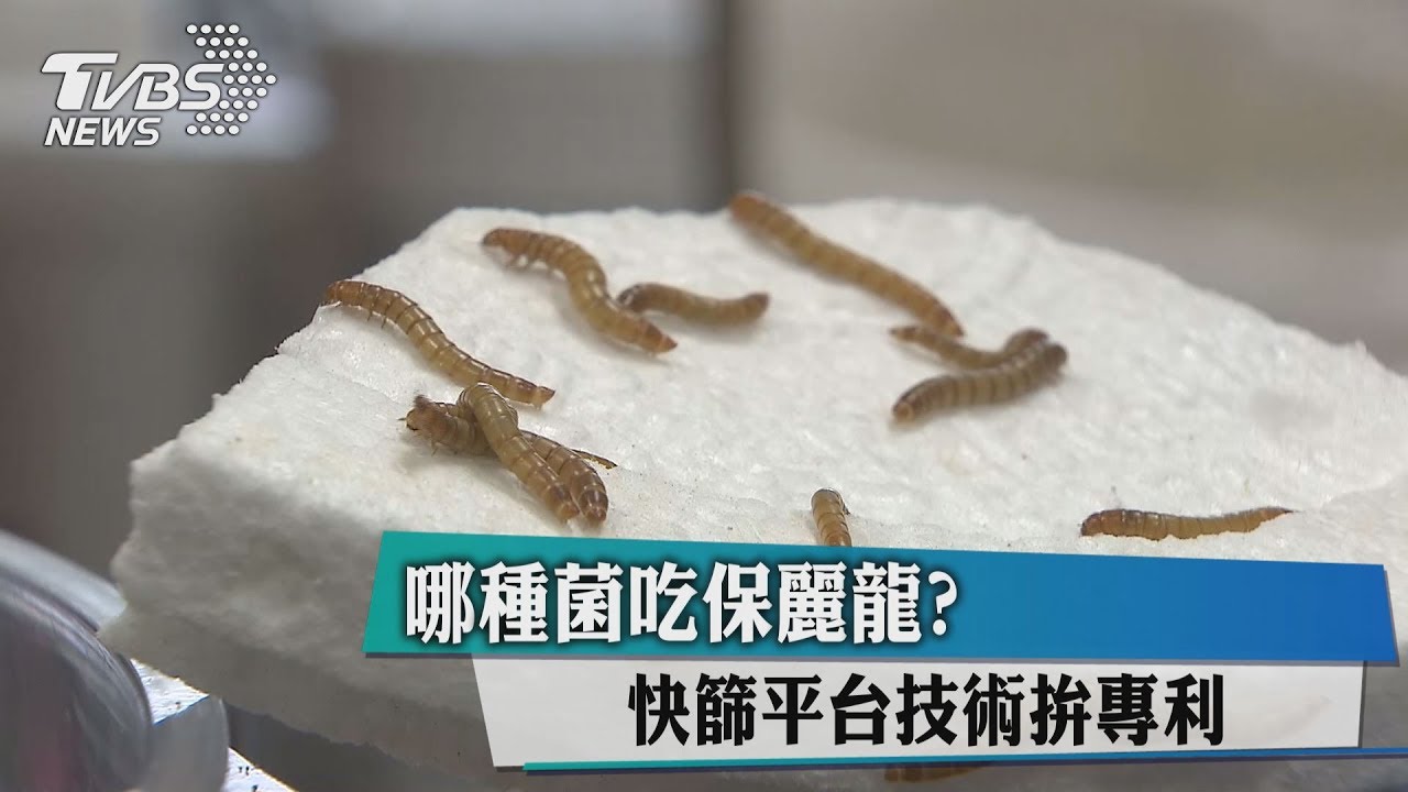 哪種菌吃保麗龍? 快篩平台技術拚專利