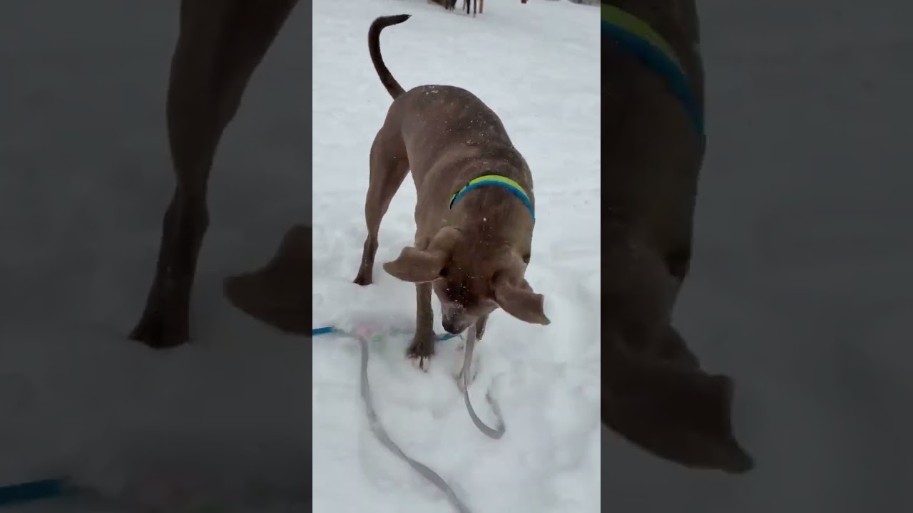 Enlarge Kaiser, a Adoptable Mixed Breed in Lewiston, ME video 6/6