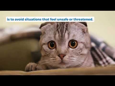 Why Does My Cat Ignore Me? 5 Reason (Cat Mastermind Blog)