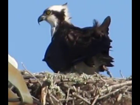 Osprey Nest Fighting