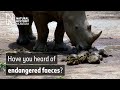 How Does Rhino Poop Power Ecosystems Natural History Museum