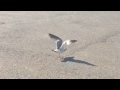 A Female Seagull Walking On The Parking Lot And Then Flies Away