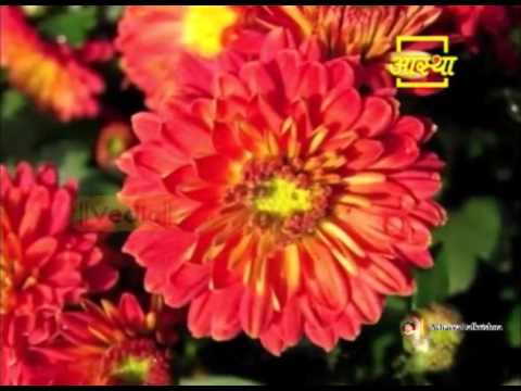 Ayurvedic Benefits of Chrysanthemum (Guldaudi) for Bruise Problem | Acharya Balkrishna