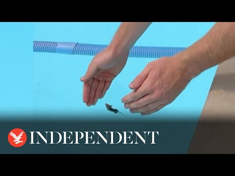 Robert Irwin saves tiny mouse from drowning in swimming pool