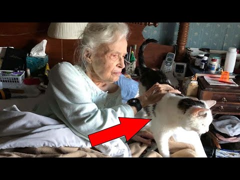 This Family Adopted The Oldest Cat In A Shelter For A 101 Year Old Woman Looking For An Elderly Comp