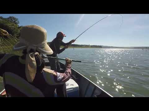 PESCARIA CAIPIRA com vara de bamboo muito PIAU #pescaria #fishing