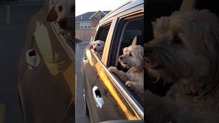 THE WIND IN DA FACE: #dog #tiktok #views #viral #meme #funny #crazy #comedy