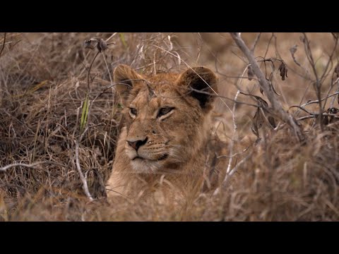 Lion Pride Treated for Anthrax Finally Appears - But Some Are Missing (Nharus)