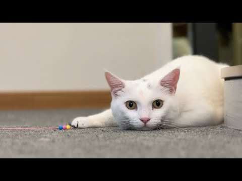 Café para gatos Da Nang Vietnã