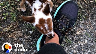 Tiniest Baby Deer Asks Woman To Rescue Him  The Do