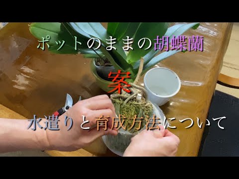 冬に蘭の世話をするにはどうすればよいですか？力強く成長するための5つの重要なステップ  庭園