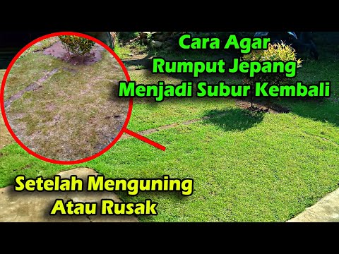 How to Make Zoysia Grass Lush Again after Turning Yellow or Damaged