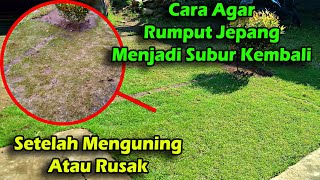 Download lagu How to Make Zoysia Grass Lush Again after Turning Yellow or Damaged mp3