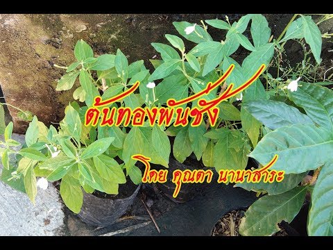 ว่าสำหรับโรคสะเก็ดเงินครีม solipsor ยาหม่องโรคสะเก็ดเงิน