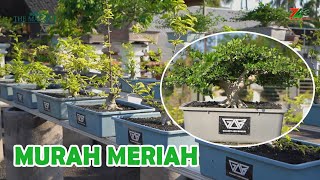 Download lagu YANG MAU BONSAI MURAH DAN BAGUS DISINI TEMPATNYA mp3