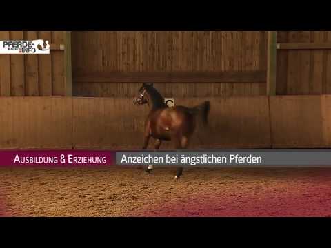 Ängstliches oder respektloses Pferd?