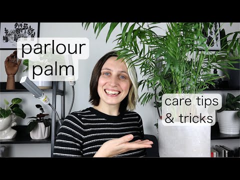 PARLOUR PALM CARE | Chameadorea Elegans Tips & Tricks