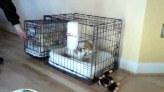 Dodgy doggies escape from crate