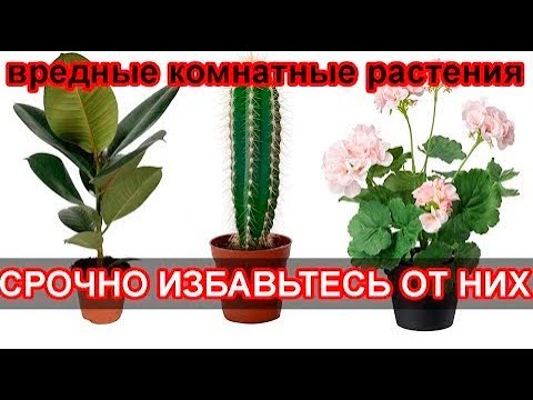 БЕРЕГИТЕСЬ! ЦВЕТЫ, КОТОРЫЕ НЕСУТ В ВАШ ДОМ БЕДУ и НЕСЧАСТЬЯ