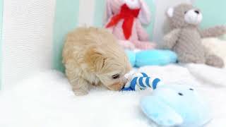 ハーフ犬の動画01