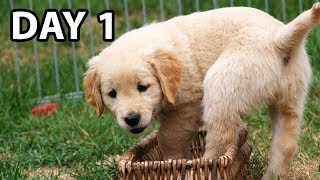 Do THIS Day 1 With Your New Golden Retriever Puppy