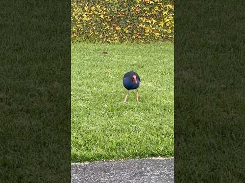A pūkeko walking next to my house #birdwatching #birdlove #birdwatch #waterfowl