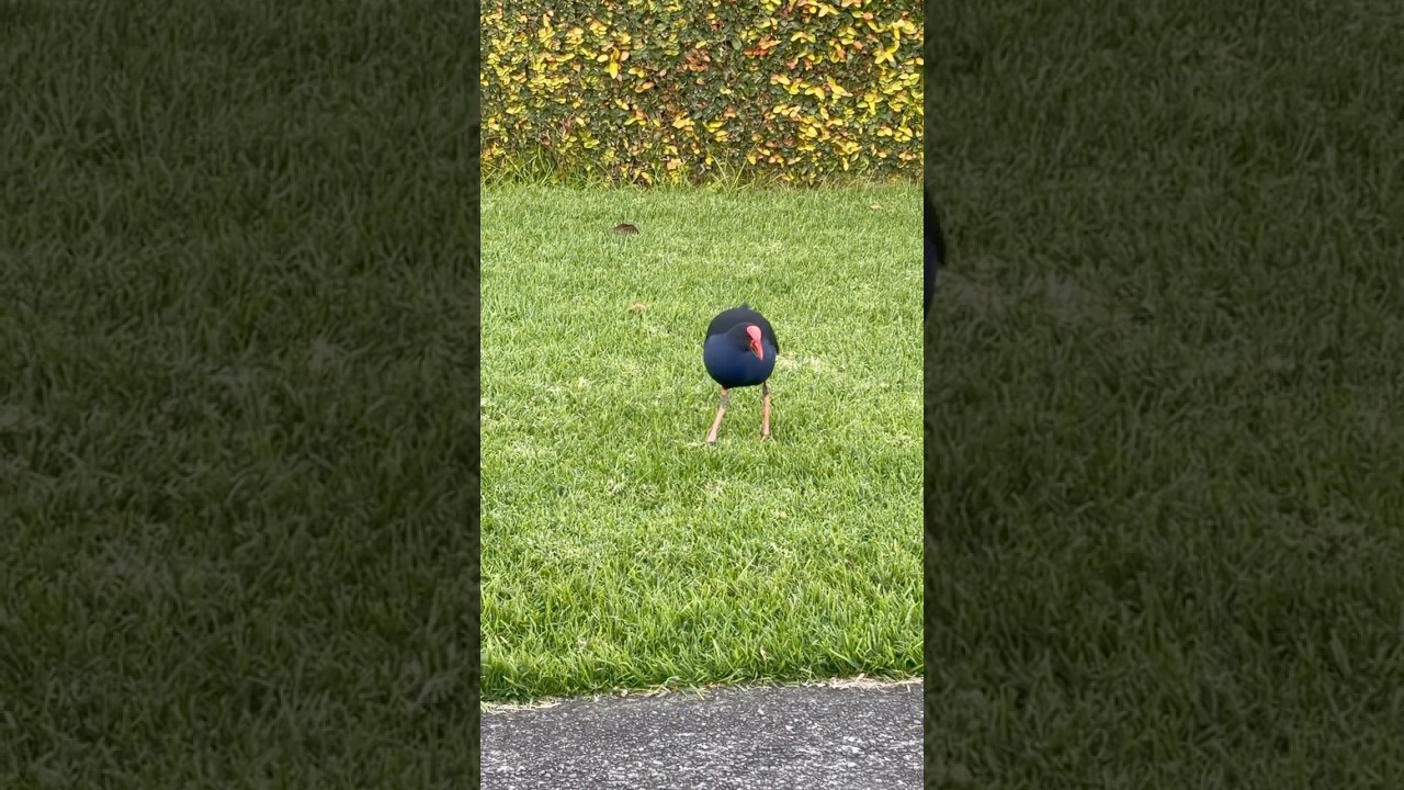 A pūkeko walking next to my house #birdwatching #birdlove #birdwatch #waterfowl