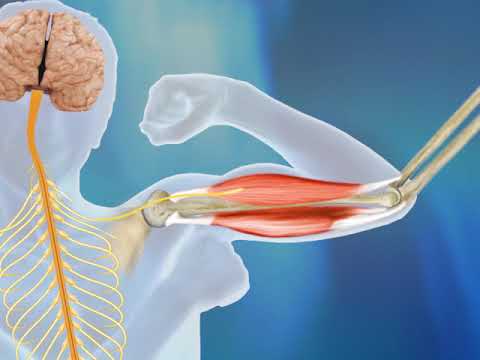 Il sistema muscolare