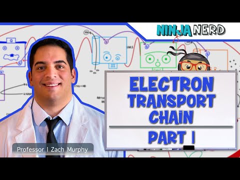 Metabolism | Electron Transport Chain: DETAILED | Part 1
