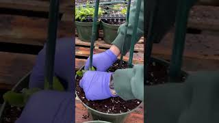 Thunbergia - Black-eyed Susan vine 🌼 #shorts