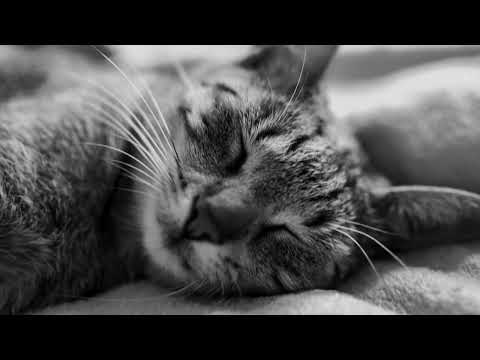 Dreamers Of The Shore - Volcan Peaks feat. Cody Francis