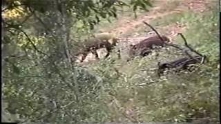 preview picture of video 'WILD HOGS O'PLENTY - TOOL TEXAS'