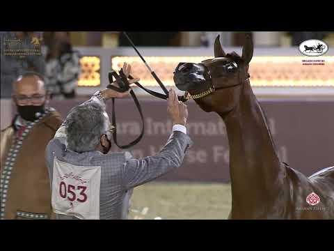 N 53 GHAITH AL SHAQAB   Katara International Arabian Horse Festival   Yearling Colts Class 4A