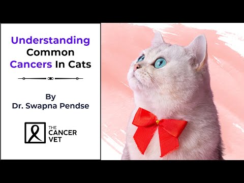 Understanding Common Cancers in Cats Early Signs & Prevention Tips | The Cancer Vet Episode - 84