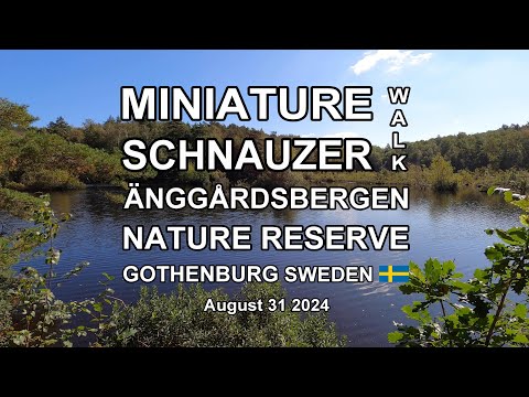 MINIATURE SCHNAUZER WALK ÄNGGÅRDSBERGEN NATURE RESERVE (4K)