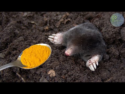 Moles from the garden disappear in 1 minute. The strongest natural repellent