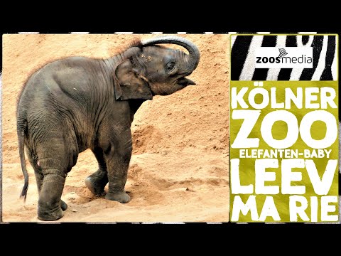 Kölner Zoo: Elefanten-BABY Leev Ma Rie & ihre Familie 🐘 | zoos.media
