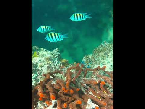 Ojo de Agua Freshwater Spring in sea #underwater #ojodeagua #waterhole #springwater #coral