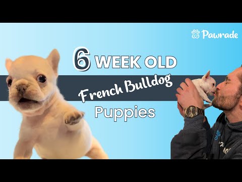 Meet a Pawrade Breeder