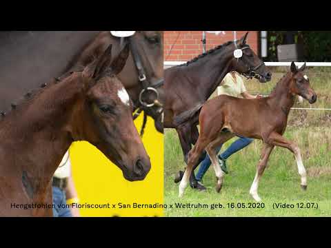 Hengstfohlen von Floriscount / San Bernadino / Weltruhm geb. 16.05.2020