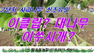 2년차 사과나무 측지유인 작업 이클립 vs 대나무이쑤시개