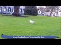 Ирландская танцующая чайка - танцующая птица, Риверданс, Тринити колледж ...