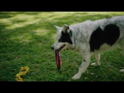 How to train a dog? Lesson 1: Errorless learning