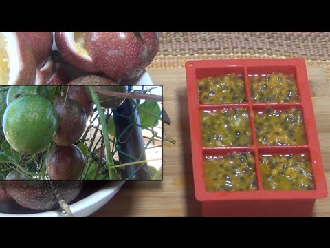 download lagu mp3 mp4 Preserving Passionfruit Pulp, download lagu Preserving Passionfruit Pulp gratis, unduh video klip Preserving Passionfruit Pulp