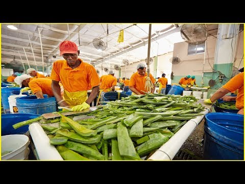 Aloe Vera Havest and Processing
