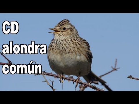 download lagu mp3 mp4 Canto De La Alondra, download mp3 Canto De La Alondra free downloadn, video klip Canto De La Alondra