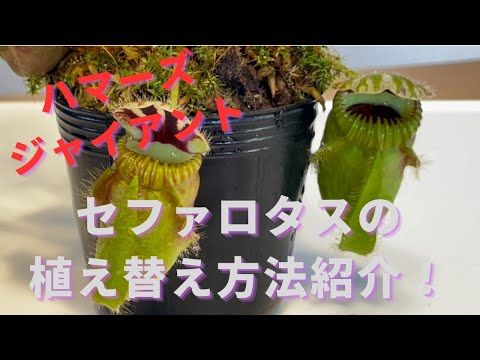 園芸 アルバニー ウォータージャグ セファロタス