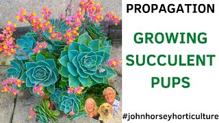 HOW TO PROPAGATE ECHEVERIA FROM OFFSETS - SUCCULENT PROPAGATION